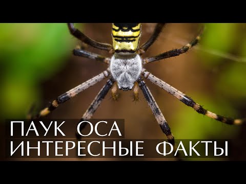 Паук Оса - интересные факты