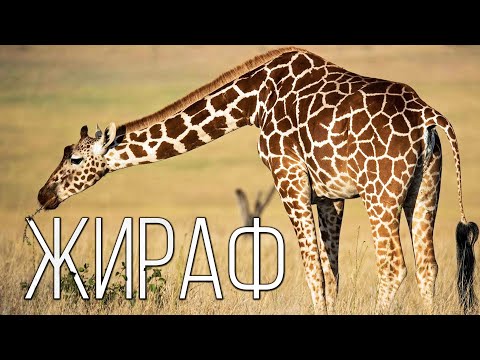 ЖИРАФ: Самое высокое животное на планете Земля | Интересные факты про жирафов и животных Африки