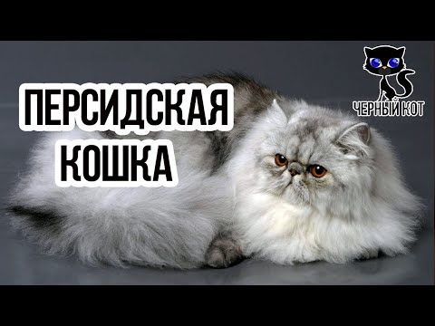 ✔ Персидская кошка: курносый нос в сочетании с круглыми выразительными глазами