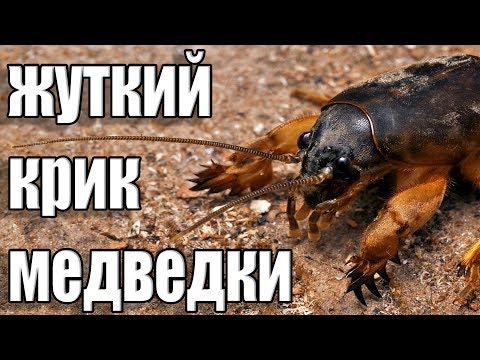 СТРАШНЫЕ КРИКИ МЕДВЕДКИ ПО НОЧАМ!!!УЖАС!ПОСЛУШАЙТЕ ЭТО!