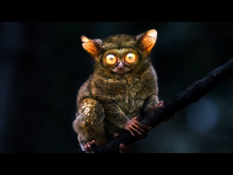 ДОЛГОПЯТ - ночной поедатель насекомых с гипнотизирующими глазами!