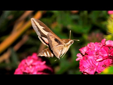 БАБОЧКА БРАЖНИК – Бабочка похожая на колибри, но не колибри! Самое интересное о бабочке бражнике!