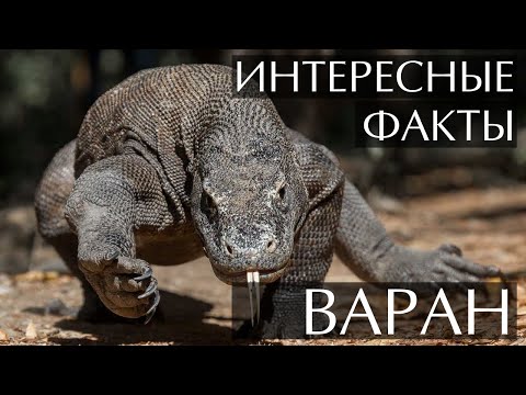 Варан, самая большая ящерица - интересные факты