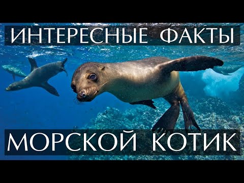 Морской Котик Интересные факты