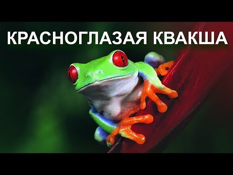 Красноглазая квакша