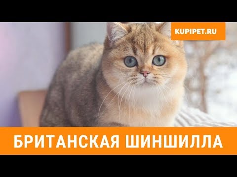 БРИТАНСКАЯ ШИНШИЛЛА ВСЕ О ПОРОДЕ. ИНТЕРЕСНЫЕ ФАКТЫ