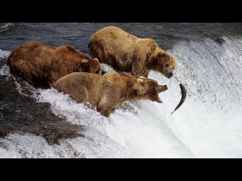 Долина Гризли. Документальный фильм о медведях Гризли.