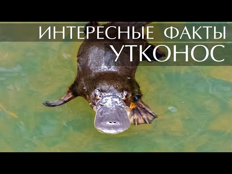 Утконос - интересные факты