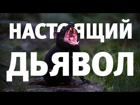 Дьявол среди нас. Тасманский дьявол - что за зверь такой?