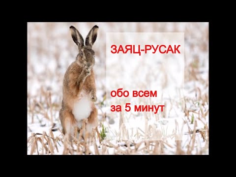 ЗАЯЦ-РУСАК (Lepus europaeus). Энциклопедия дикой природы