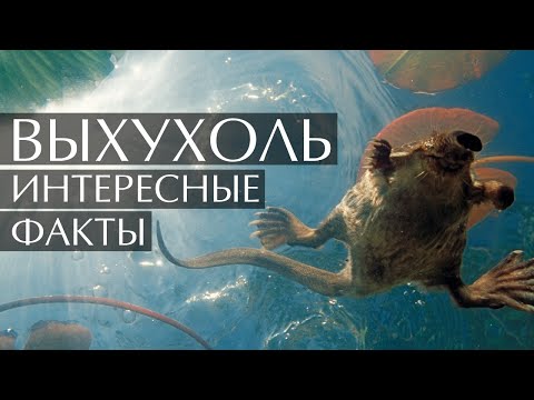 Выхухоль - интересные факты