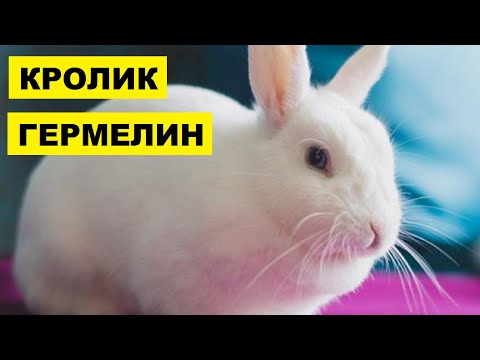 Разведение кроликов породы Гермелин как бизнес идея | Кролик Гермелин