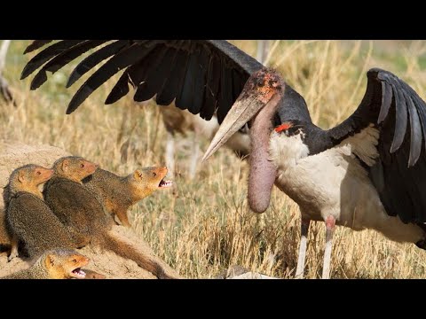 Марабу – огромные Аисты-бандиты! Нападают на Мангустов и поедают других птиц!