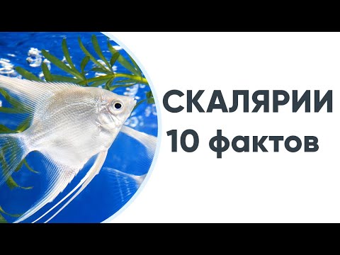 10 фактов о скаляриях, которые нужно знать каждому аквариумисту