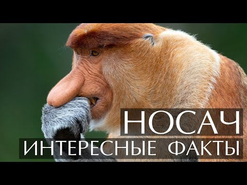 Носач - интересные факты