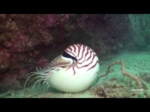 Nautilus