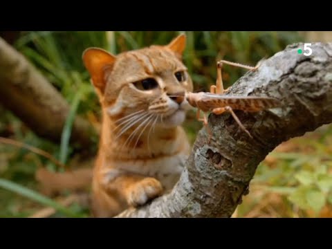 Самая Маленькая из всех Кошачьих! Ржавая кошка – Ловкий, скрытный и глазастый хищник!