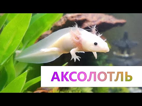 Аксолотль - Содержание и лечение