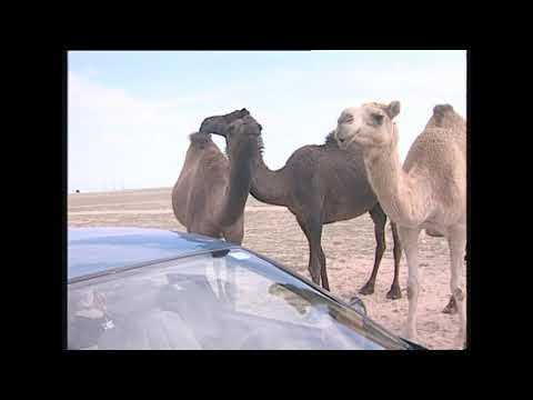 Верблюд одногорбый - Camelus dromedarius - Верблюд одногорбий - Arabian camel