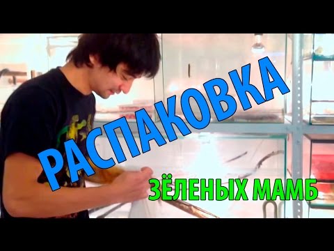 Распаковка зелёных мамб