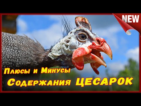 Прощай Цесарки!!! Стоит ли заводить, содержать и разводить цесарок , все плюсы и минусы.