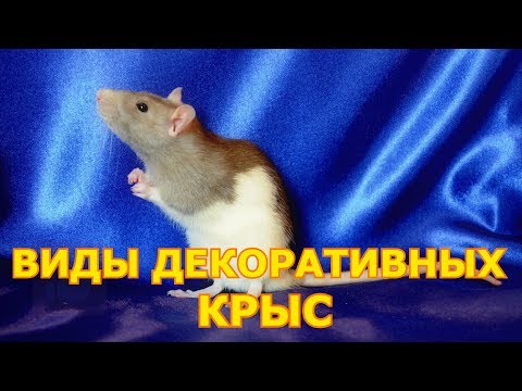 Виды декоративных крыс | Домашние крысы