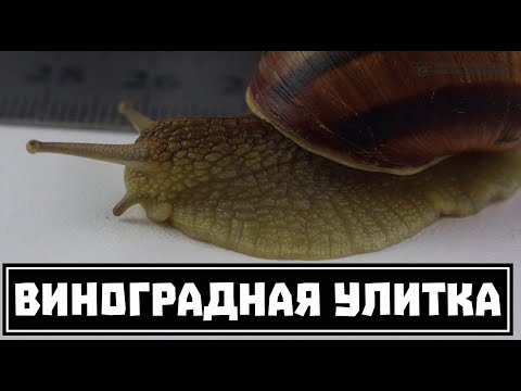 Виноградная улитка как домашний питомец // Clever Cricket