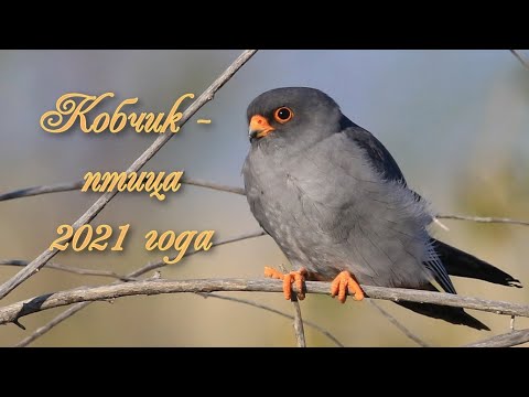 Кобчик - птица 2021 года. #птицагода #кобчик #птицыКраснойкниги