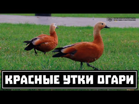 Красные утки в Москве [ Сказ о том, как огари покорили столицу России ] // Clever Cricket