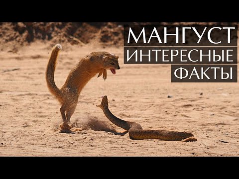 Мангуст - интересные факты