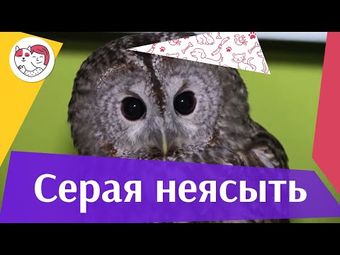 Обыкновеная серая неясыть на ilikepet