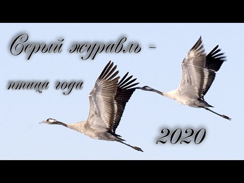 Серый журавль - птица года 2020. #птицыПрикамья #серыйжуравль #птицагода2020