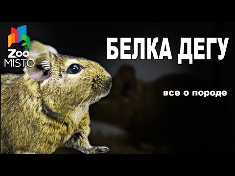 Белка Дегу - Все о виде грызуна | Вид грызуна - Белка Дегу