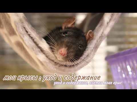 🐀УХОД И СОДЕРЖАНИЕ МОИХ КРЫС🤍 // *что должно быть в клетке у декоративных крыс🥦🍏