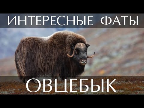 Овцебык - интересные факты