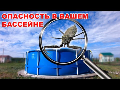 Скорпион в вашем бассейне! Как не получить укус водяного скорпиона | Water Scorpion.