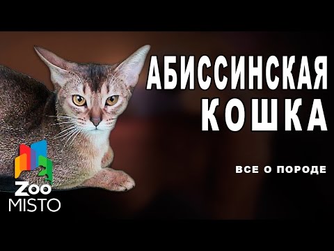 Абиссинская Кошка - Все о породе