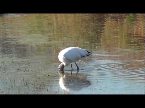 Wood Stork - (Mycteria americana)