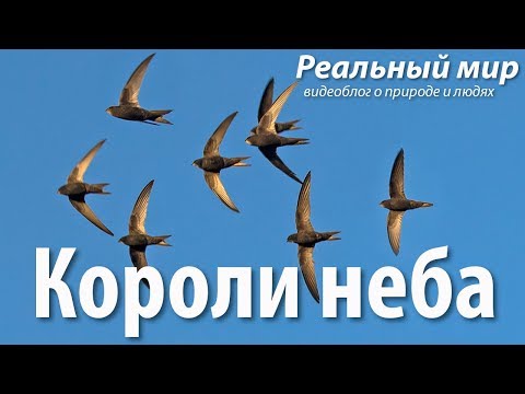 Короли неба. Чёрные стрижи (Apus apus).