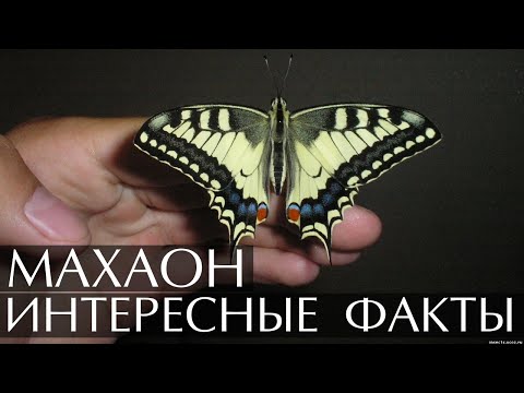 Махаон - интересные факты