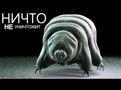 Тихоходки - уникальное существо, которое может жить вечно.