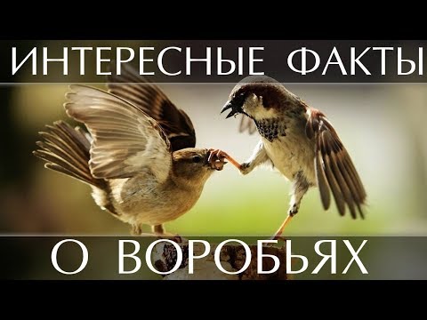 Интересные факты о Воробьях