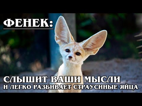 ФЕНЕК: Пустынная африканская лисица | Интересные факты про лисиц