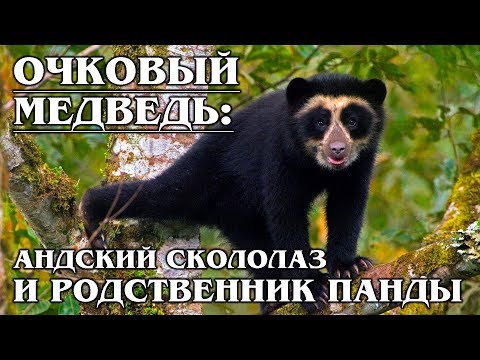 ОЧКОВЫЙ МЕДВЕДЬ: Андский травоядный скалолаз | Интересные факты про медведей