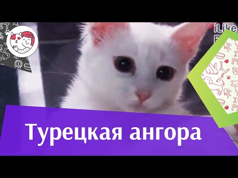 Турецкая ангора. Особенности. Уход