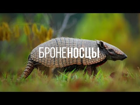 БРОНЕНОСЦЫ || ЖИВАЯ ЗЕМЛЯ