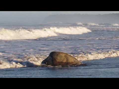 Olive Ridley sea turtle &quot;Arribada&quot; (Lepidochelys olivacea)