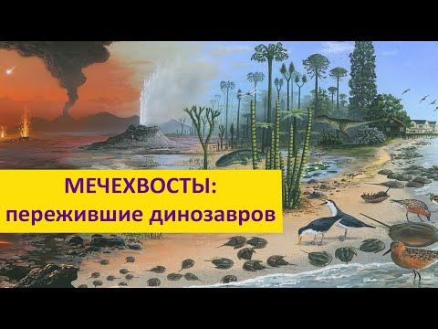 Мечехвосты: пережившие динозавров Наталья Носова