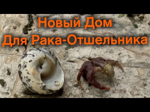 Рак-отшельник переезжает из пробки в морскую раковину