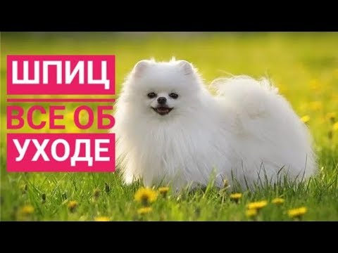 УХОД ЗА ШПИЦЕМ/Что нужно собаке ?/Всё об уходе